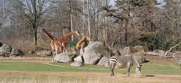 Un zèbre broutant près de trois girafes dans un parc animalier
