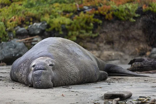 Un éléphant de mer au corps gris-brun se repose sur une étendue sablonneuse.