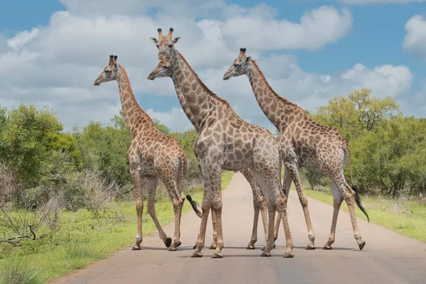 Trois girafes traversant une route dans une zone herbeuse
