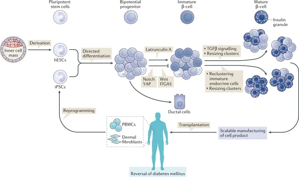Diagramme scientifique illustrant la différenciation des cellules souches en cellules bêta matures pour le traitement du diabète.