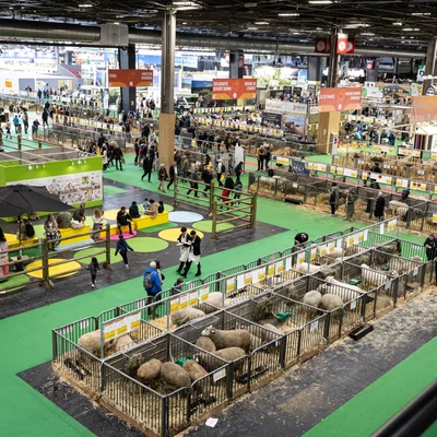 « On sait que le visiteur vient voir l'égérie et les vaches » : l'absence de bovins fait chuter de 25% la fréquentation du Salon de l'Agriculture les quatre premiers jours.