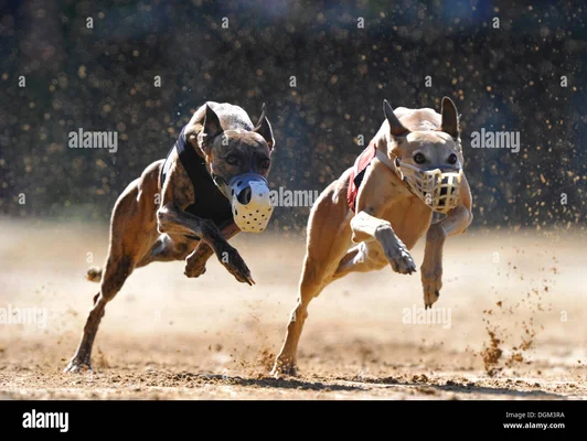 Des lévriers en course devant des tribunes remplies de spectateurs, sur un hippodrome.