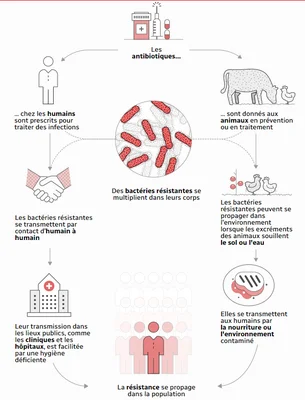 Cycle de propagation des bactéries résistantes aux antibiotiques.