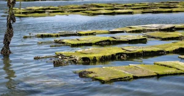 Des amas d'algues vertes recouvrant des structures en pierre dans un environnement côtier breton.