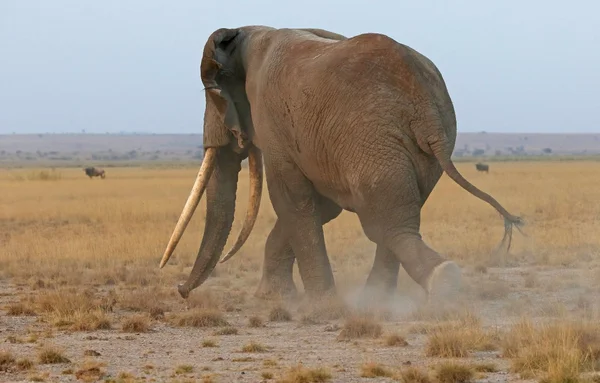 Un grand éléphant tusker traversant la savane du Botswana.