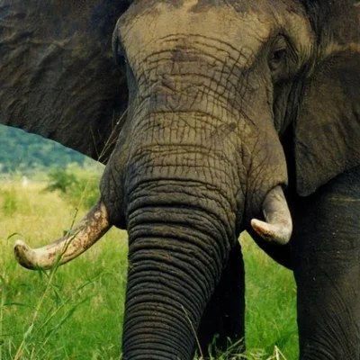 Vue rapprochée d'un éléphant dans la savane, animal impliqué dans l'accident mortel d'un chasseur.