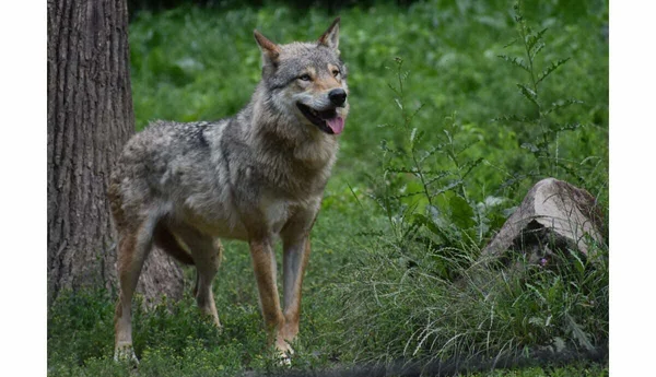 Un loup observant son environnement dans les sous-bois.