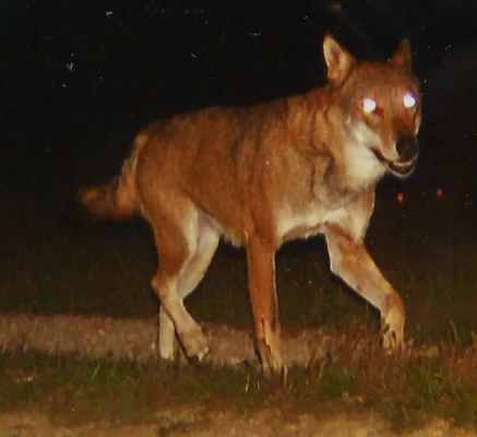 Un canidé suspecté d'être la Bête des Vosges photographié de nuit.