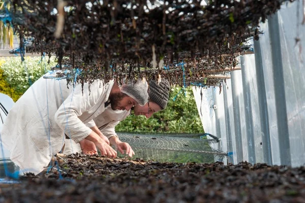 Un chercheur travaillant sur la culture d'algues bretonnes dans une serre biologique.