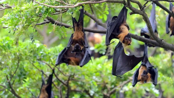Groupe de chauves-souris frugivores dans un arbre, vecteurs potentiels de coronavirus.