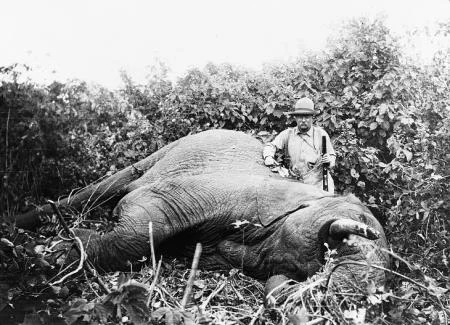 Un chasseur posant à côté d'un éléphant abattu dans une forêt, illustration du massacre des éléphants d'Afrique.