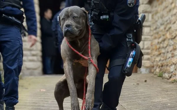 Un chien Cane Corso gris entouré de policiers lors de l'enquête sur un couple de restaurateurs chinois condamnés pour sévices sur animaux en Essonne.