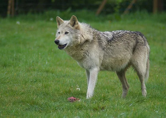 Un loup gris en alerte dans un herbage des Vosges.