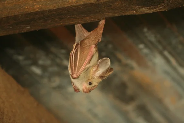 Une chauve-souris brune au Kenya, espèce liée aux recherches sur le coronavirus utilisant la protéine humaine CEACAM6 pour infecter les cellules.
