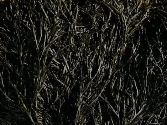 Le Gwëmon, un nouveau matériau aggloméré fabriqué à partir d'algues bretonnes.