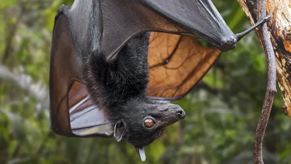 Une chauve-souris frugivore, réservoir potentiel de nouveaux coronavirus.