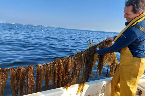 Récolte d'algues brunes sur un bateau en Bretagne, une ressource prisée par l'industrie et les écologistes.