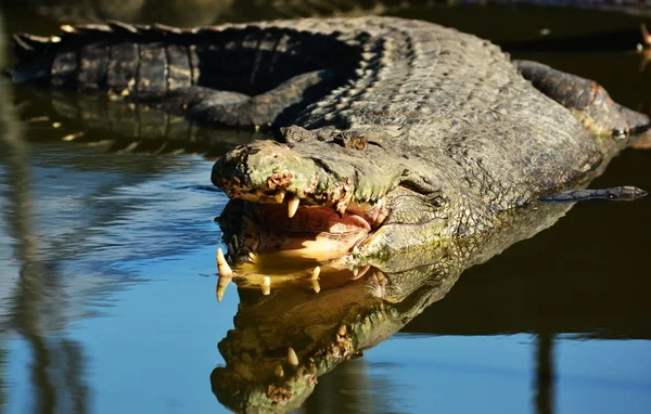 Le crocodile mort remonté d'un canal à Roubaix par un pêcheur.