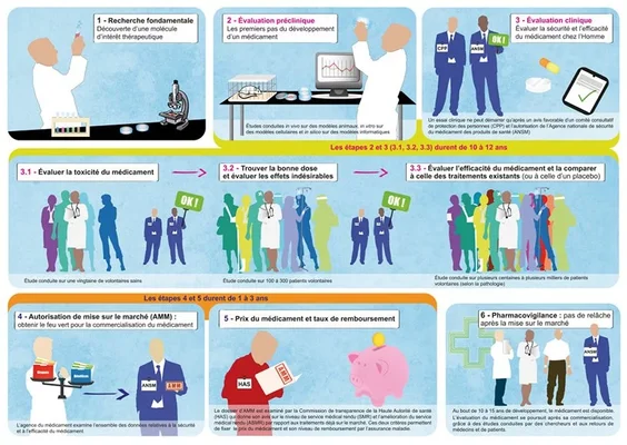 Les étapes du développement du médicament, de la recherche fondamentale à la mise sur le marché.