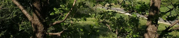 Vue de l'intérieur d'un massif forestier à Marseille.