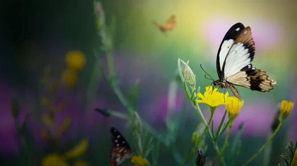 Un papillon noir et blanc butine une fleur jaune dans un décor printanier.
