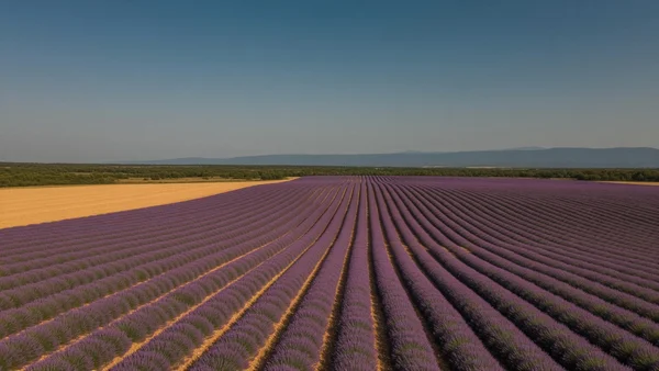 Vue aérienne d'un paysage provençal sec avec des champs de lavande et un ciel bleu intense, fin de matinée
