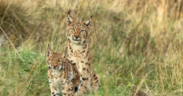 Deux lynx dans leur habitat naturel, dans le massif du Jura.