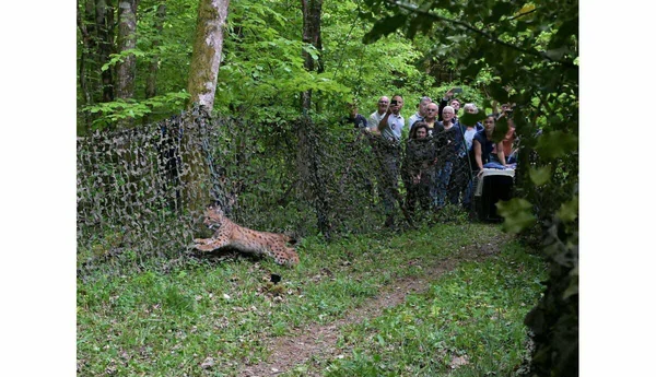 Lâcher d'un lynx dans le massif du Jura : l'animal s'élance dans les bois sous le regard des équipes du centre Athénas.