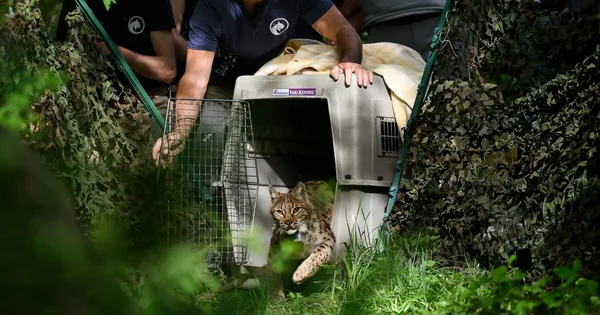 Relâcher du lynx orphelin Ravi dans le massif du Jura.