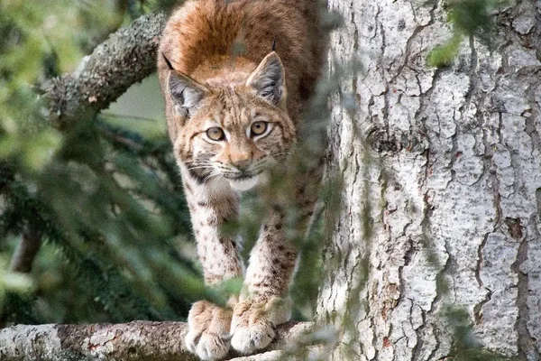 Un lynx observant depuis une branche, dans le massif du Jura.
