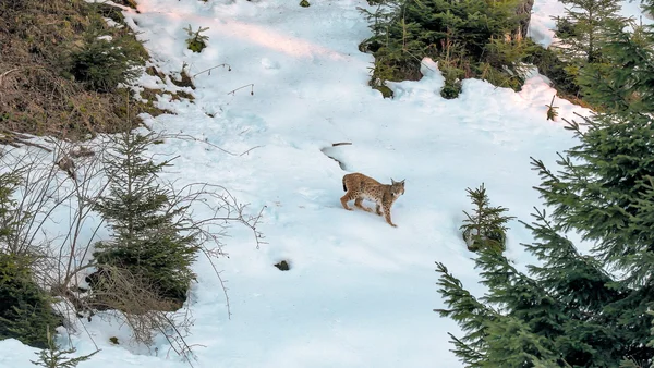 Un lynx se déplaçant dans la neige, dans un paysage typique du Jura.
