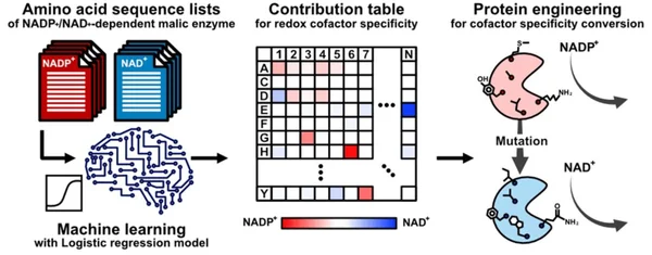 Infographie détaillant un processus d'ingénierie enzymatique assistée par IA, avec séquences d'acides aminés et mutations.