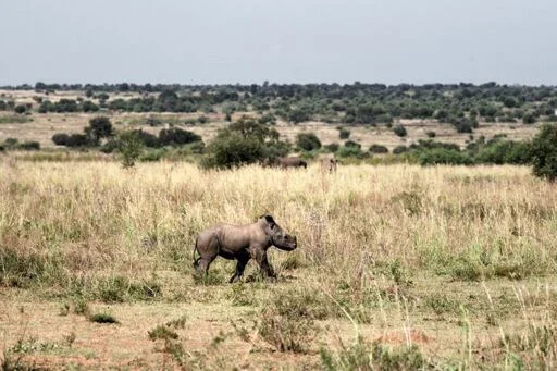 Un rhinocéros dans la savane sud-africaine, évoquant la faune du parc Kruger.