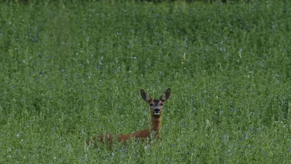 Un cerf dans un pré verdoyant fleuri, image de la nature normande au printemps.