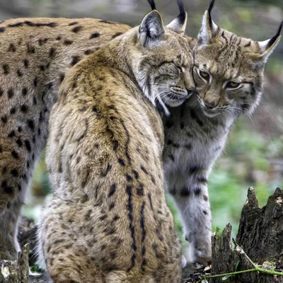 Deux lynx dans une posture affectueuse, témoignant de liens sociaux chez l'espèce.