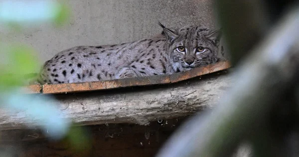 Un lynx soigné au centre Athénas, en convalescence sur un rebord en bois.