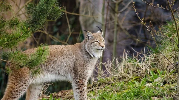 Un lynx dans son habitat forestier du massif du Jura, après son relâcher.