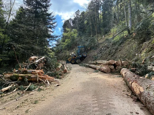 Opération d'abattage d'arbres sur le parcours du Tour de France dans le Haut-Rhin.