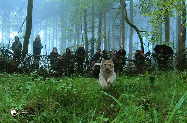 Relâcher d'un lynx dans le Jura : l'animal bondit dans la nature devant les équipes du centre Athénas.