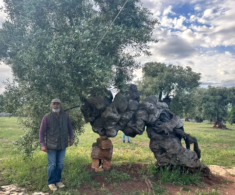 Un agriculteur des Pouilles à côté d'un olivier millénaire soutenu par des briques.