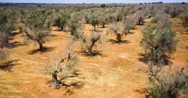 Oliveraie des Pouilles vue du ciel, montrant des arbres au feuillage clairsemé.