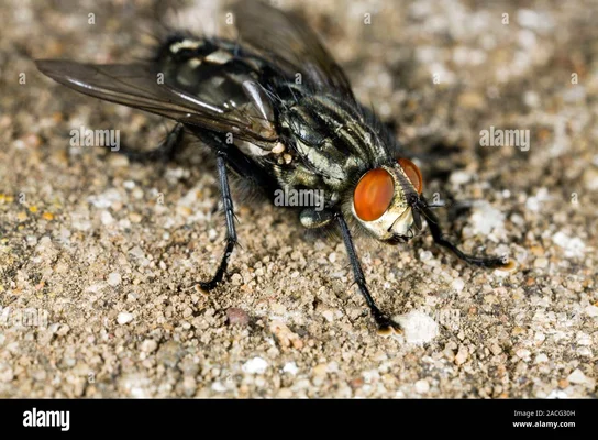 Gros plan d'une mouche à viande (Sarcophaga carnaria) sur un fond de sable.