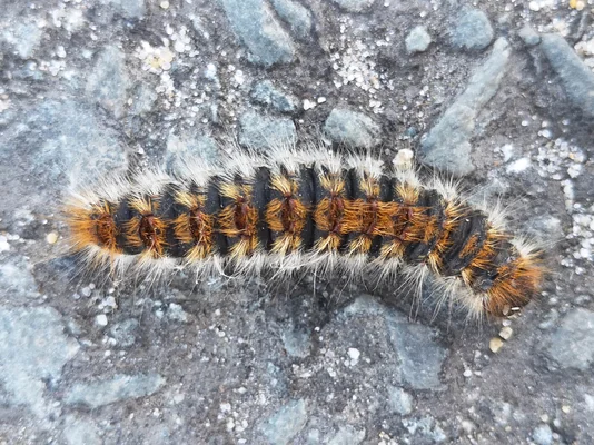 Chenille processionnaire du pin rampant sur de l'asphalte, mettant en valeur la texture de ses soies.