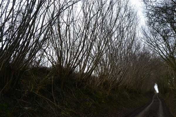 Chemin creux à Ohain, en bordure de l'ancien champ de bataille de Waterloo (18 juin 1815).