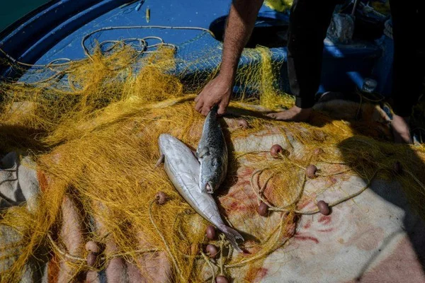 Pêcheur avec une prise fraîche, illustrant les efforts de traque du poisson-ballon invasif.