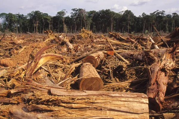 Clairière de déforestation avec des troncs abattus et des débris, en bordure de forêt.