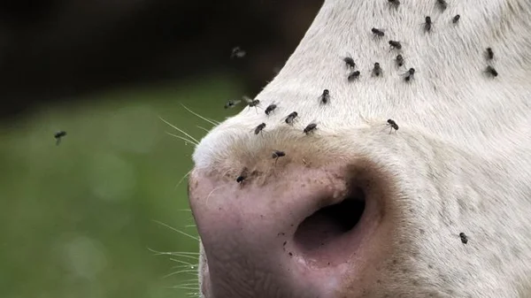 Museau de vache blanche envahi par des mouches noires.
