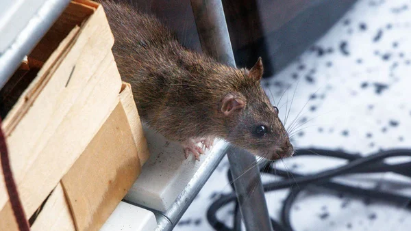 Un rat brun photographié près de caisses en bois, illustrant la présence de rongeurs.