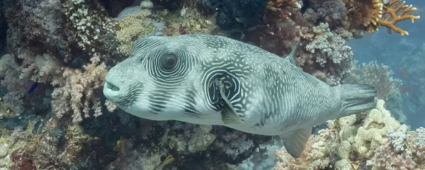 Poisson-globe à points blancs (Arothron hispidus) près d'un récif corallien en Méditerranée.