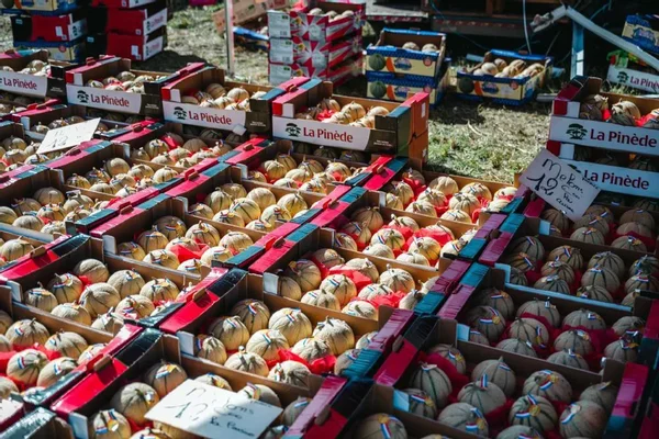 Melons en vente sur un marché, dans des cartons étiquetés.